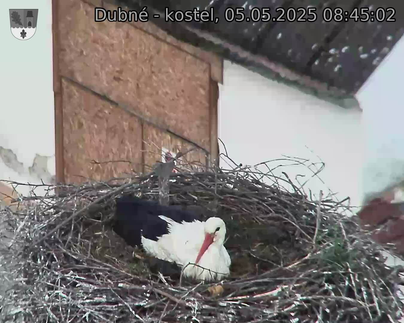 Capi_Dubne_20250505_084502.jpg (1350 x 1080)