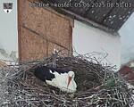 Capi_Dubne_20250505_085003.jpg