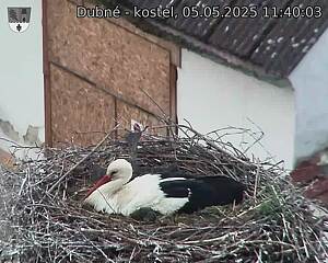 Capi_Dubne_20250505_114003.jpg (1350 x 1080)