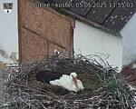 Capi_Dubne_20250505_135503.jpg