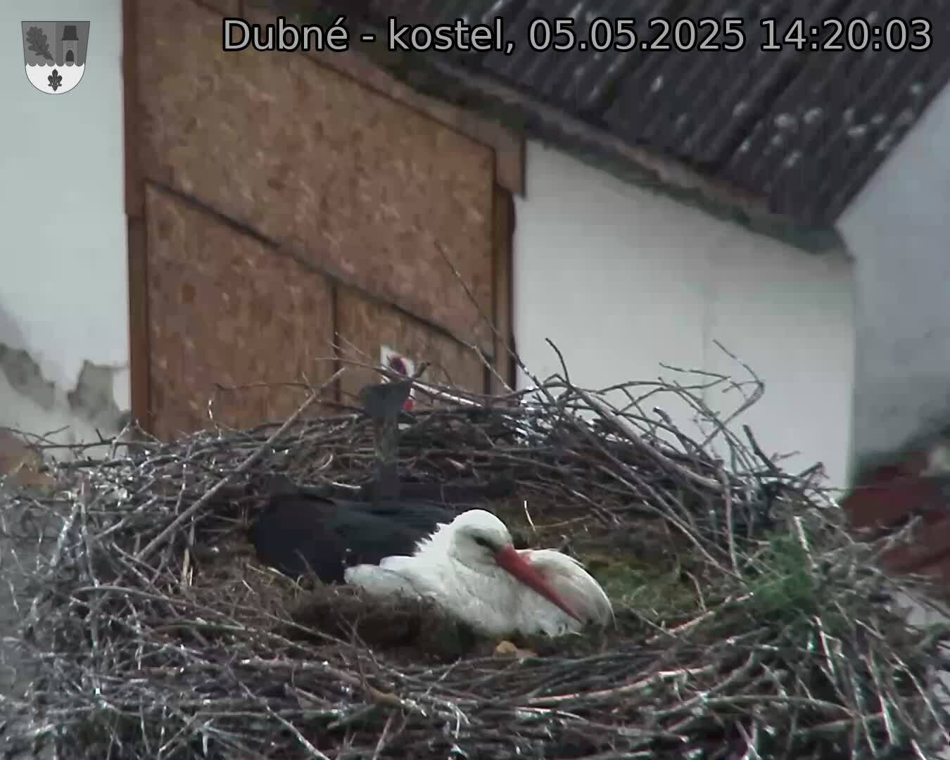Capi_Dubne_20250505_142003.jpg (1350 x 1080)