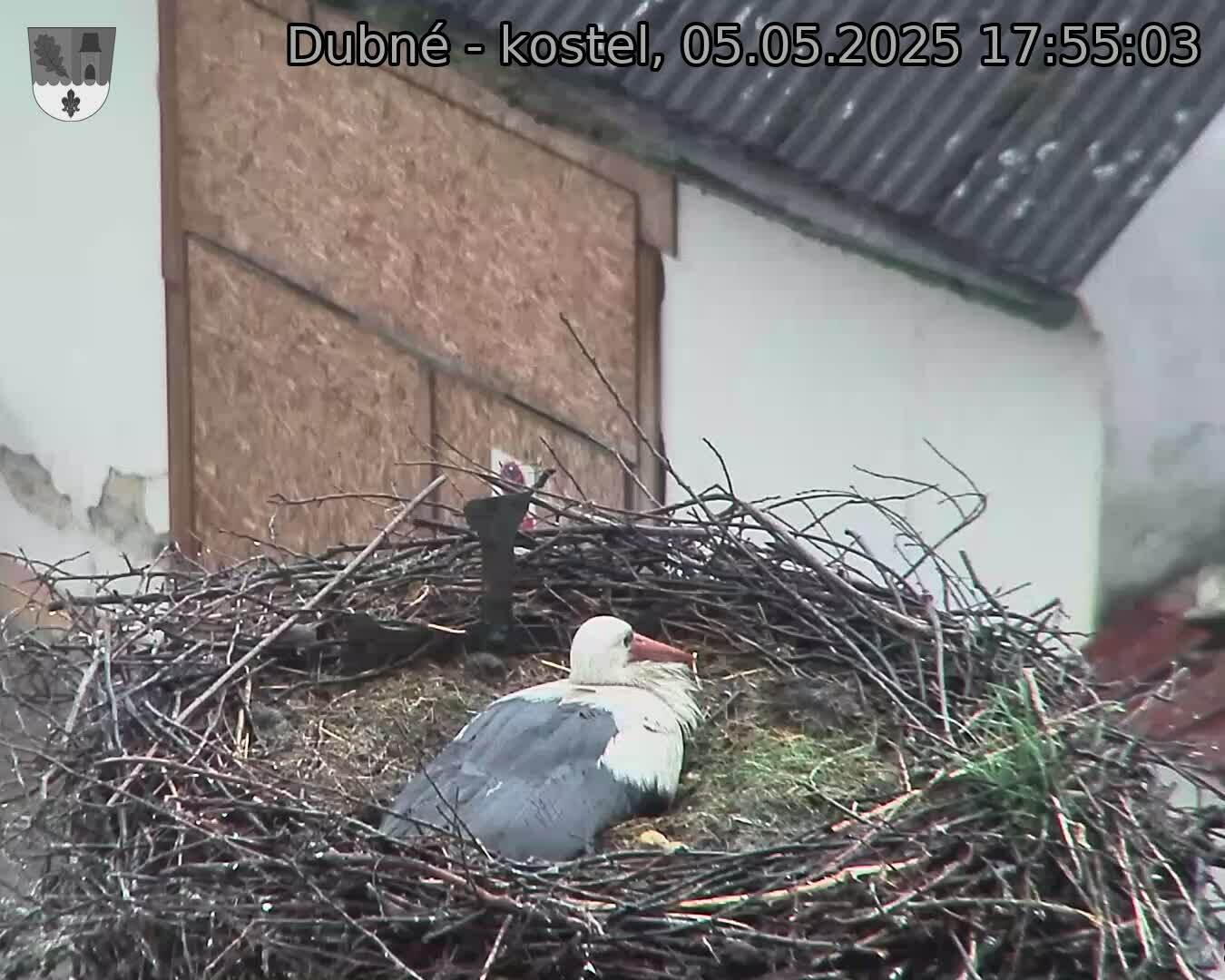 Capi_Dubne_20250505_175503.jpg (1350 x 1080)