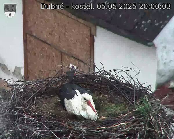 Capi_Dubne_20250505_200003.jpg (1350 x 1080)