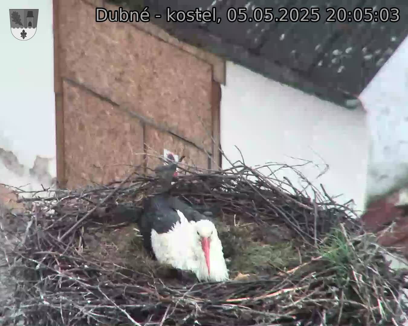 Capi_Dubne_20250505_200503.jpg (1350 x 1080)