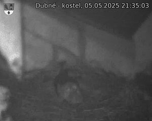 Capi_Dubne_20250505_213503.jpg (1350 x 1080)