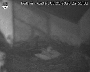 Capi_Dubne_20250505_225502.jpg (1350 x 1080)