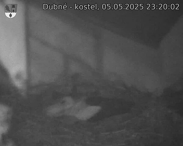 Capi_Dubne_20250505_232002.jpg (1350 x 1080)