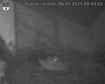 Capi_Dubne_20250506_004502.jpg