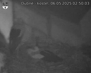 Capi_Dubne_20250506_025003.jpg (1350 x 1080)