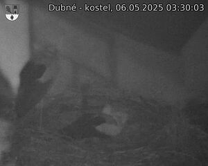Capi_Dubne_20250506_033003.jpg (1350 x 1080)