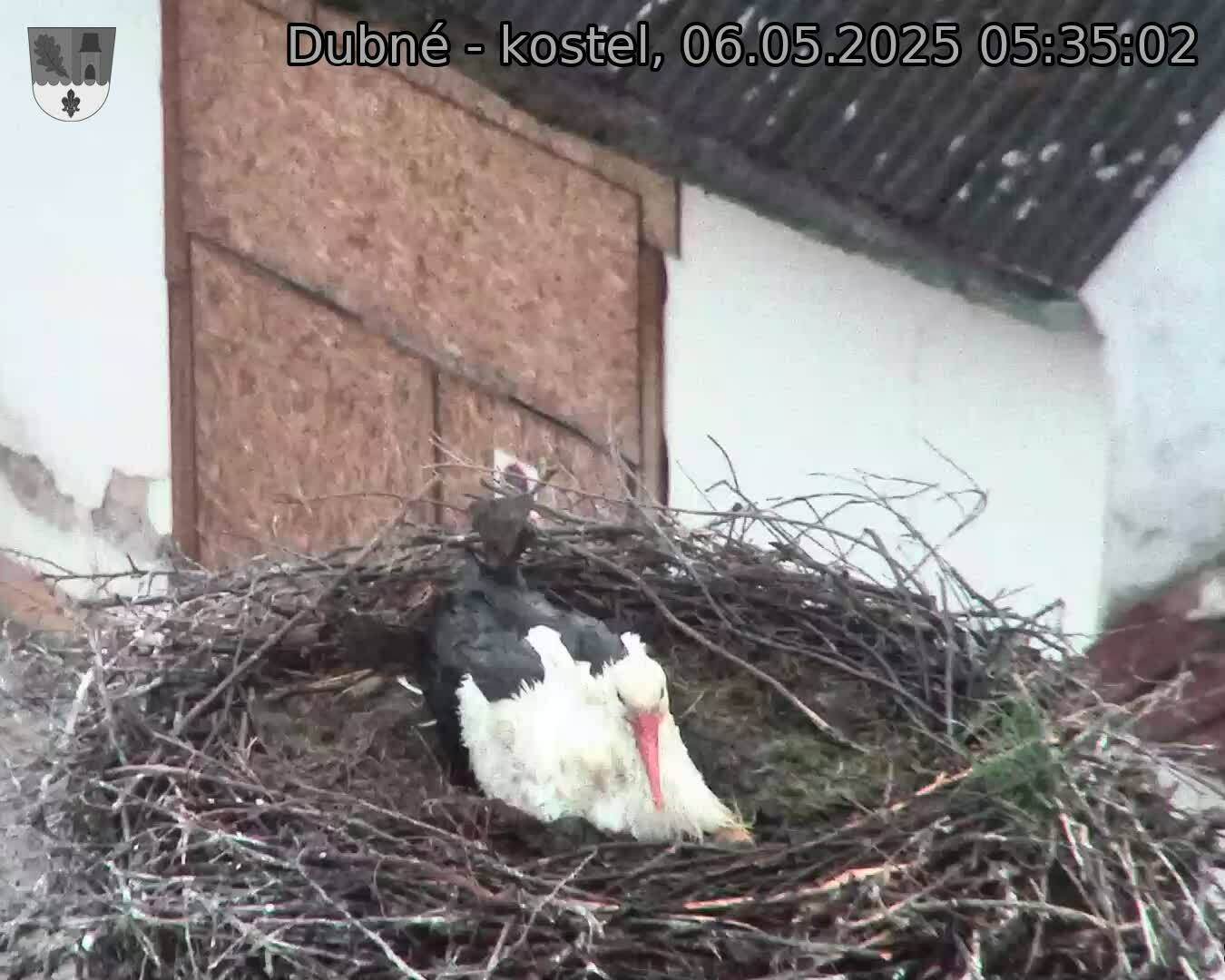 Capi_Dubne_20250506_053502.jpg (1350 x 1080)