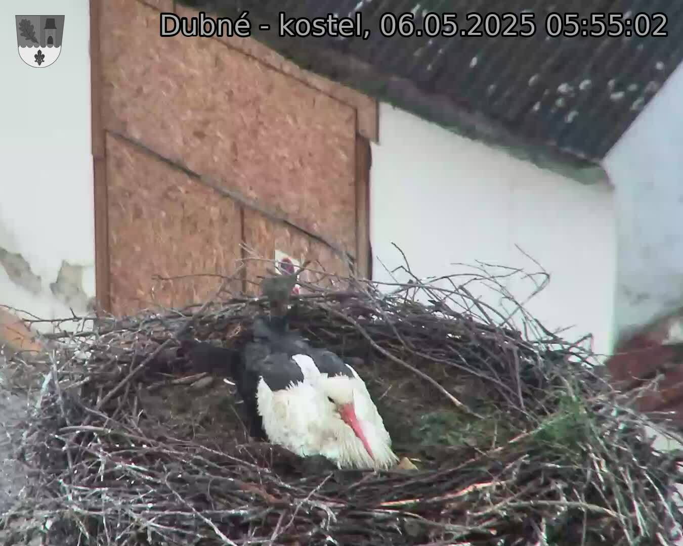 Capi_Dubne_20250506_055502.jpg (1350 x 1080)