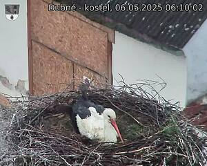 Capi_Dubne_20250506_061002.jpg (1350 x 1080)