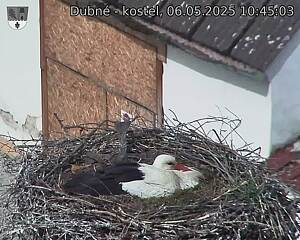 Capi_Dubne_20250506_104503.jpg (1350 x 1080)