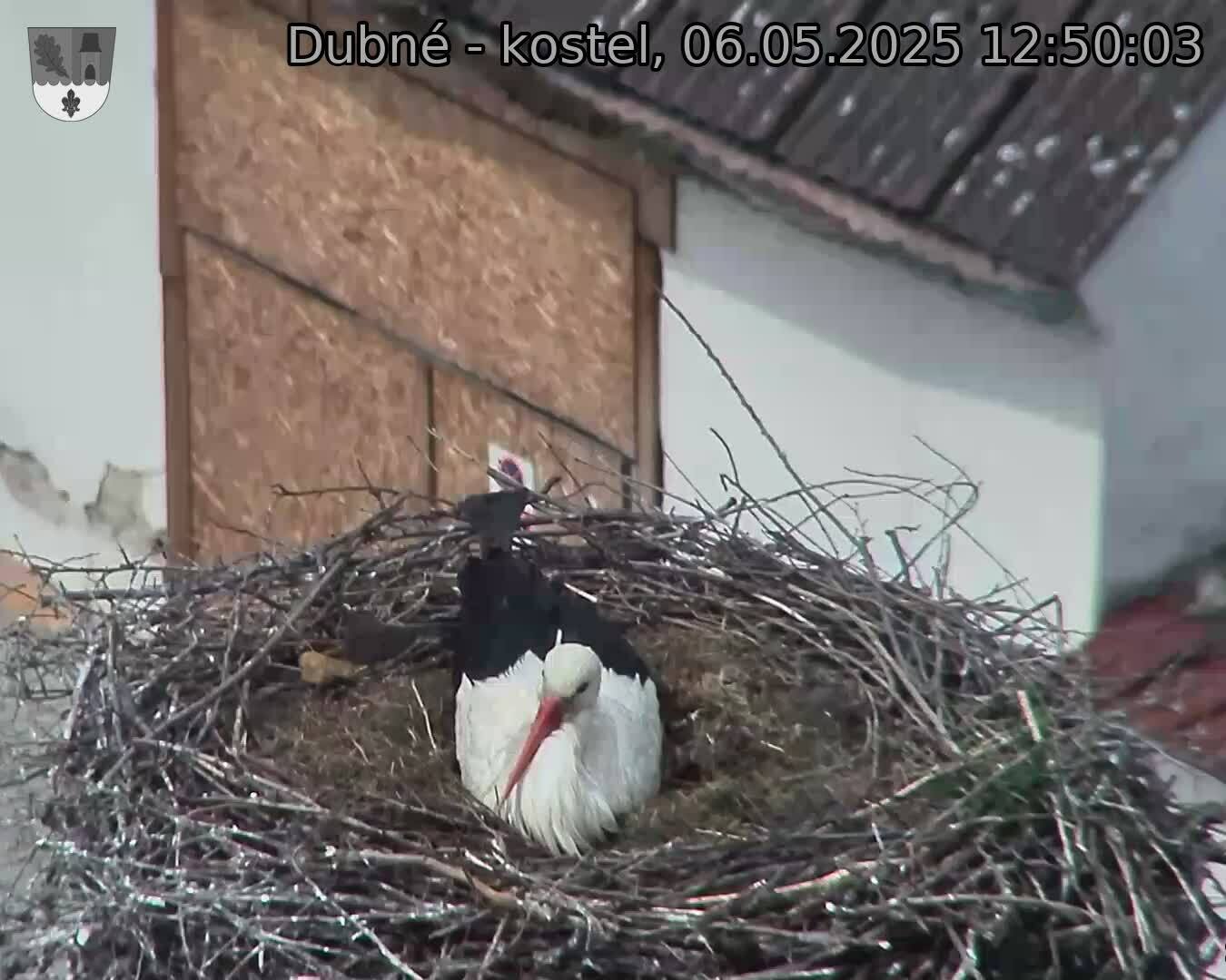Capi_Dubne_20250506_125003.jpg (1350 x 1080)