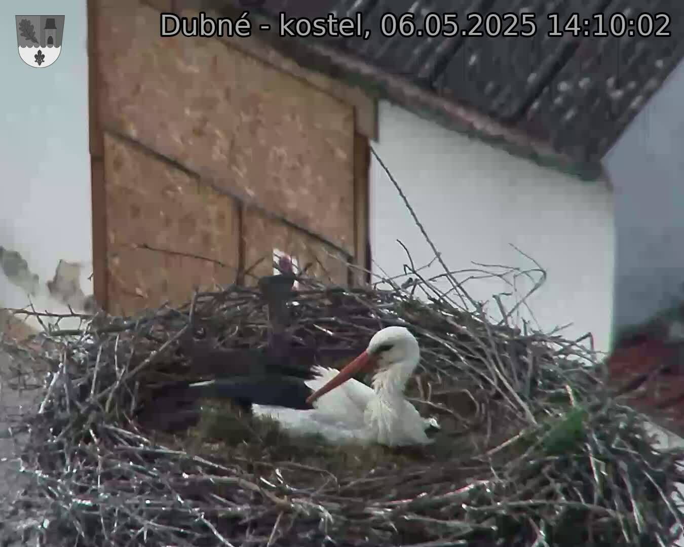 Capi_Dubne_20250506_141002.jpg (1350 x 1080)