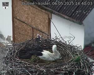 Capi_Dubne_20250506_144003.jpg (1350 x 1080)
