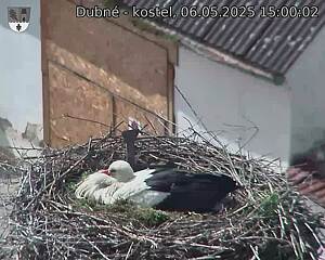 Capi_Dubne_20250506_150002.jpg (1350 x 1080)