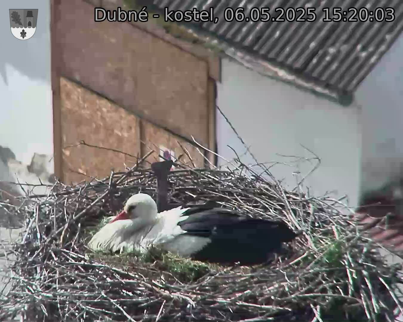 Capi_Dubne_20250506_152003.jpg (1350 x 1080)