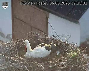 Capi_Dubne_20250506_193502.jpg (1350 x 1080)