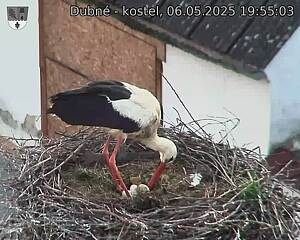 Capi_Dubne_20250506_195503.jpg (1350 x 1080)
