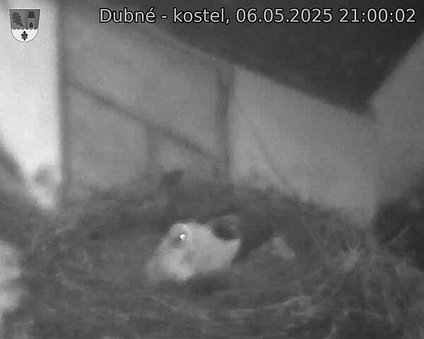 Capi_Dubne_20250506_210002.jpg (1350 x 1080)