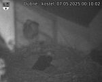 Capi_Dubne_20250507_001002.jpg