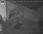 Capi_Dubne_20250507_002003.jpg