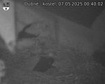 Capi_Dubne_20250507_004002.jpg