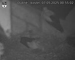 Capi_Dubne_20250507_005502.jpg
