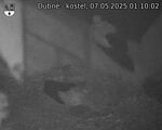 Capi_Dubne_20250507_011002.jpg