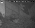 Capi_Dubne_20250507_011502.jpg