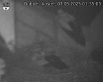 Capi_Dubne_20250507_013503.jpg