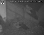 Capi_Dubne_20250507_014002.jpg