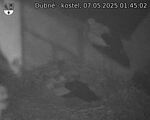 Capi_Dubne_20250507_014502.jpg