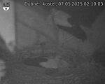 Capi_Dubne_20250507_021003.jpg