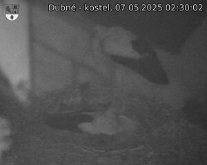 Capi_Dubne_20250507_023002.jpg (1350 x 1080)