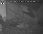 Capi_Dubne_20250507_023502.jpg