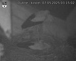 Capi_Dubne_20250507_031503.jpg