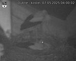 Capi_Dubne_20250507_040002.jpg