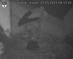 Capi_Dubne_20250507_041502.jpg