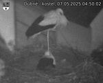 Capi_Dubne_20250507_045002.jpg