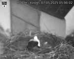 Capi_Dubne_20250507_050002.jpg