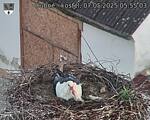 Capi_Dubne_20250507_055503.jpg