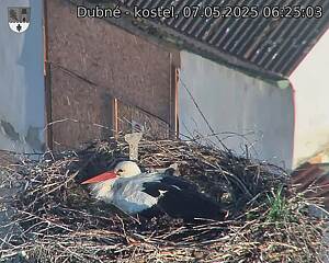 Capi_Dubne_20250507_062503.jpg (1350 x 1080)
