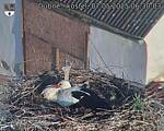 Capi_Dubne_20250507_063003.jpg