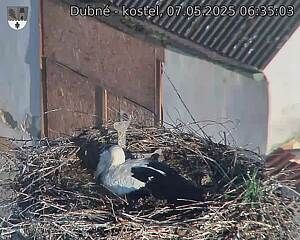Capi_Dubne_20250507_063503.jpg (1350 x 1080)