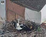 Capi_Dubne_20250507_070003.jpg