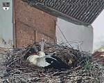 Capi_Dubne_20250507_071003.jpg