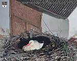 Capi_Dubne_20250507_071502.jpg